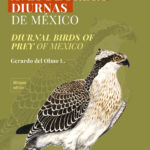 Guía de aves de presa diurnas de México